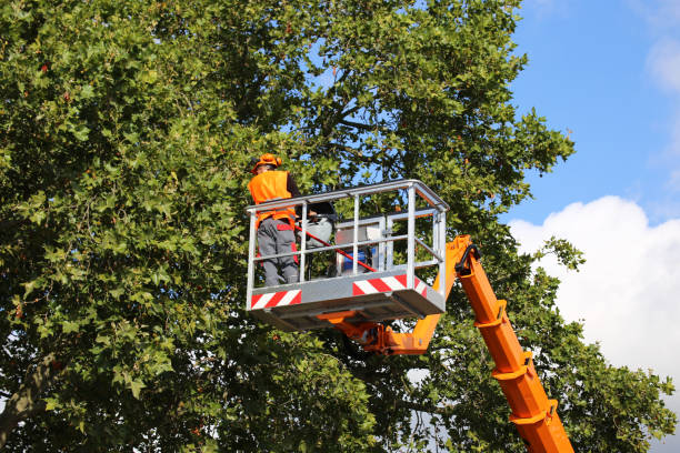 Mulching Services in Westchase, FL