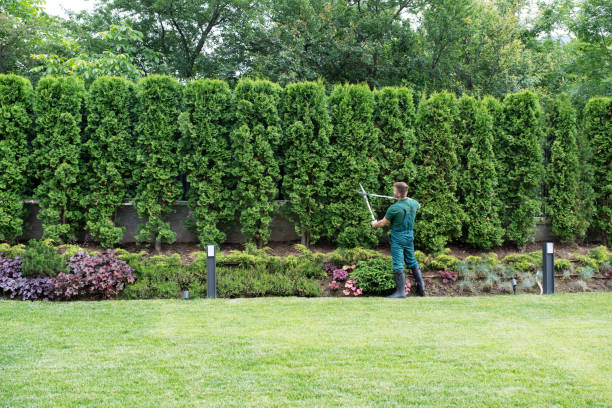 Tree and Shrub Care in Westchase, FL