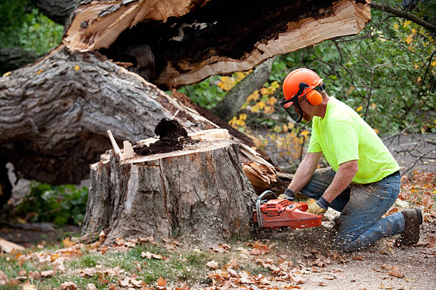 Trusted Westchase, FL  Tree Services Experts